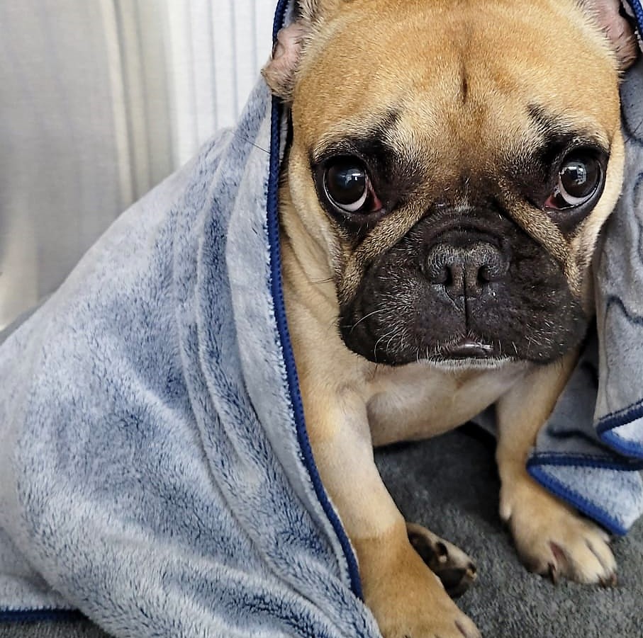 DrEllenKinzl's tweet photo. Because some dogs are just BORN ready to model.
.
.
#modeldogs #smizing #perryellisguy #torontodogs #canarydistrict #frenchies https://t.co/U6vbHeyoB4
