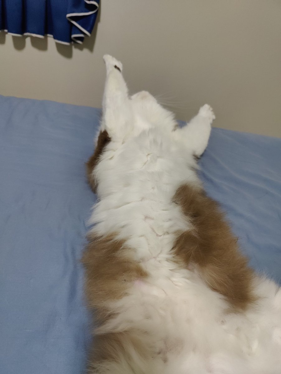 AlborMeow's tweet photo. 无色无酒无辣的平淡日子 https://t.co/HUhJDy9h1B