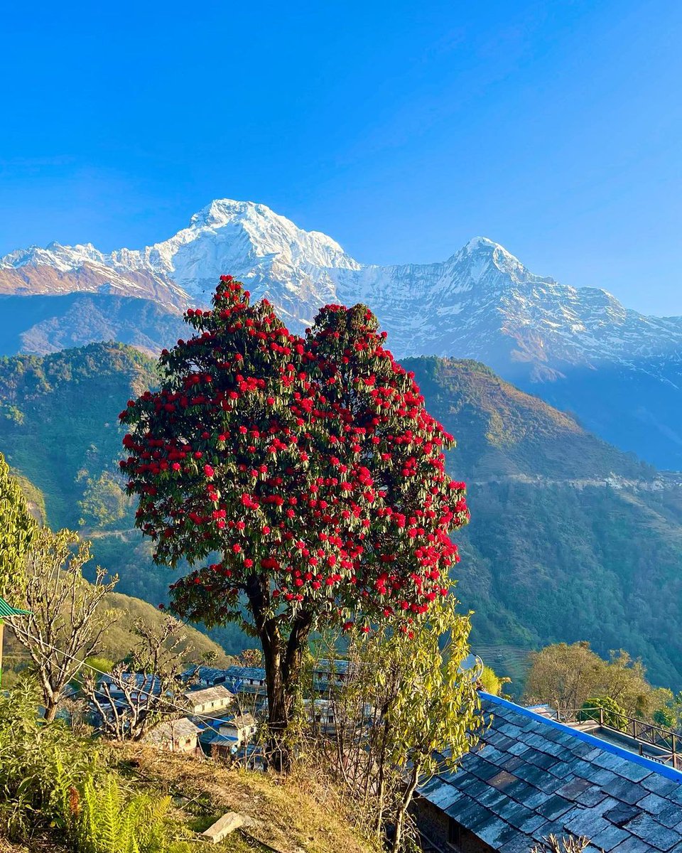 Hello from Ghandruk. 🇳🇵❤

Photographed by: deepti_gurung