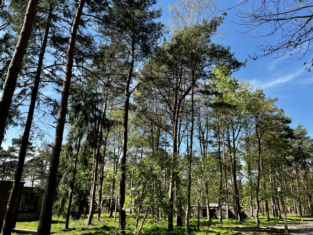 JakePhillips05's tweet image. Loving @CenterParcsUK Elveden Forest as always 😊