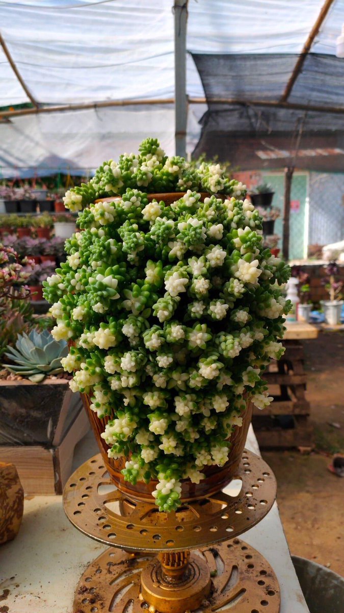 Anglie Le tweet media