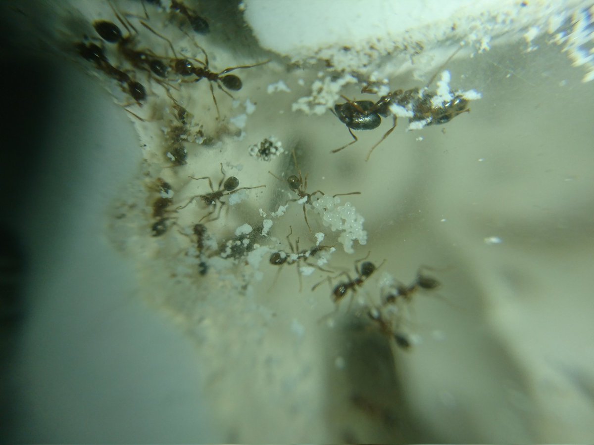 c90UEGv3HUTi5oz's tweet image. #オオズアリ
#Pheidole noda

ずっと調子を崩していたオオズアリですが、しばらく安静にしてたら急に産卵が始まった😆

この巣には現在女王が15匹ほどいます😋

復活の兆しにちょっと顔がほころぶ😊