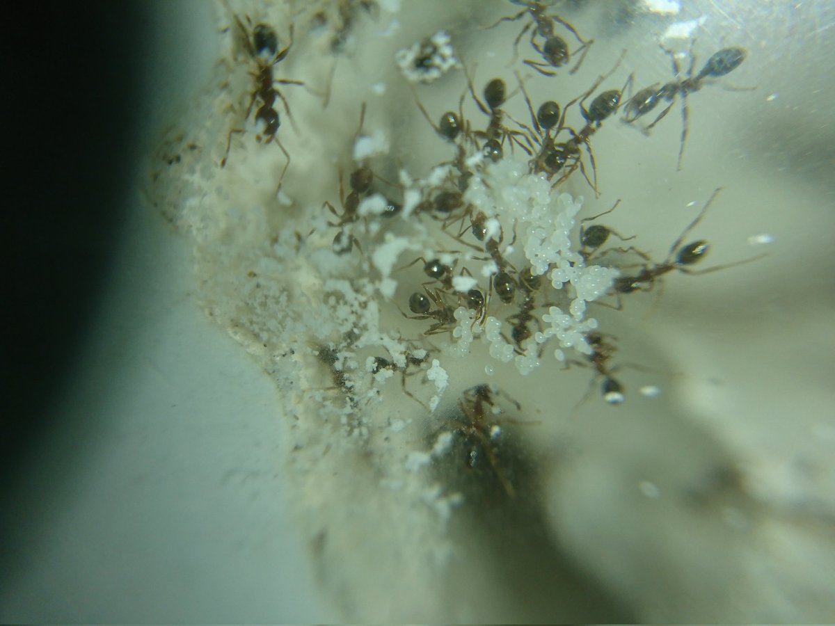 c90UEGv3HUTi5oz's tweet image. #オオズアリ
#Pheidole noda

ずっと調子を崩していたオオズアリですが、しばらく安静にしてたら急に産卵が始まった😆

この巣には現在女王が15匹ほどいます😋

復活の兆しにちょっと顔がほころぶ😊