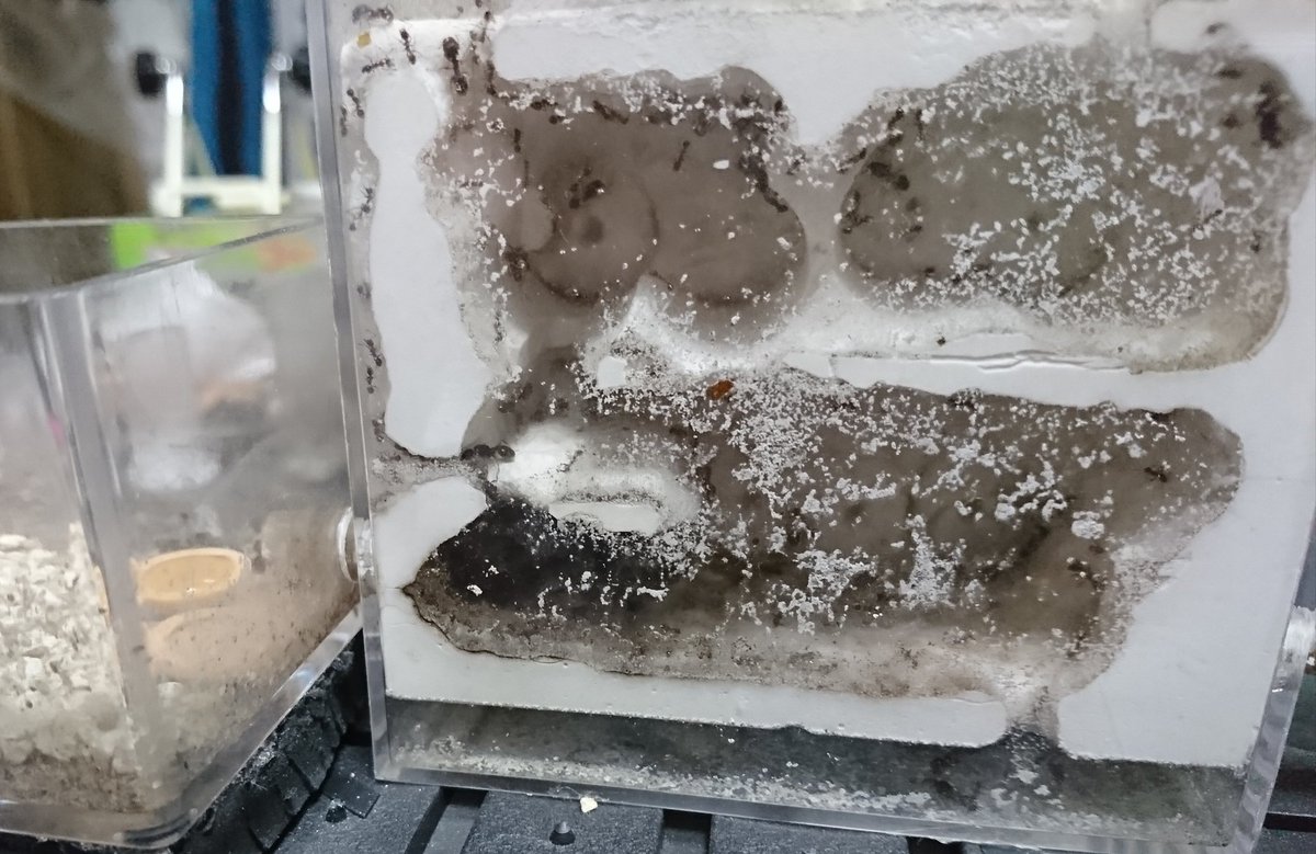 c90UEGv3HUTi5oz's tweet image. #オオズアリ
#Pheidole noda

ずっと調子を崩していたオオズアリですが、しばらく安静にしてたら急に産卵が始まった😆

この巣には現在女王が15匹ほどいます😋

復活の兆しにちょっと顔がほころぶ😊