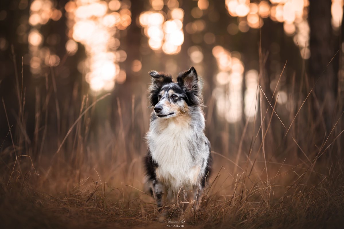 Twoforestpaws tweet media