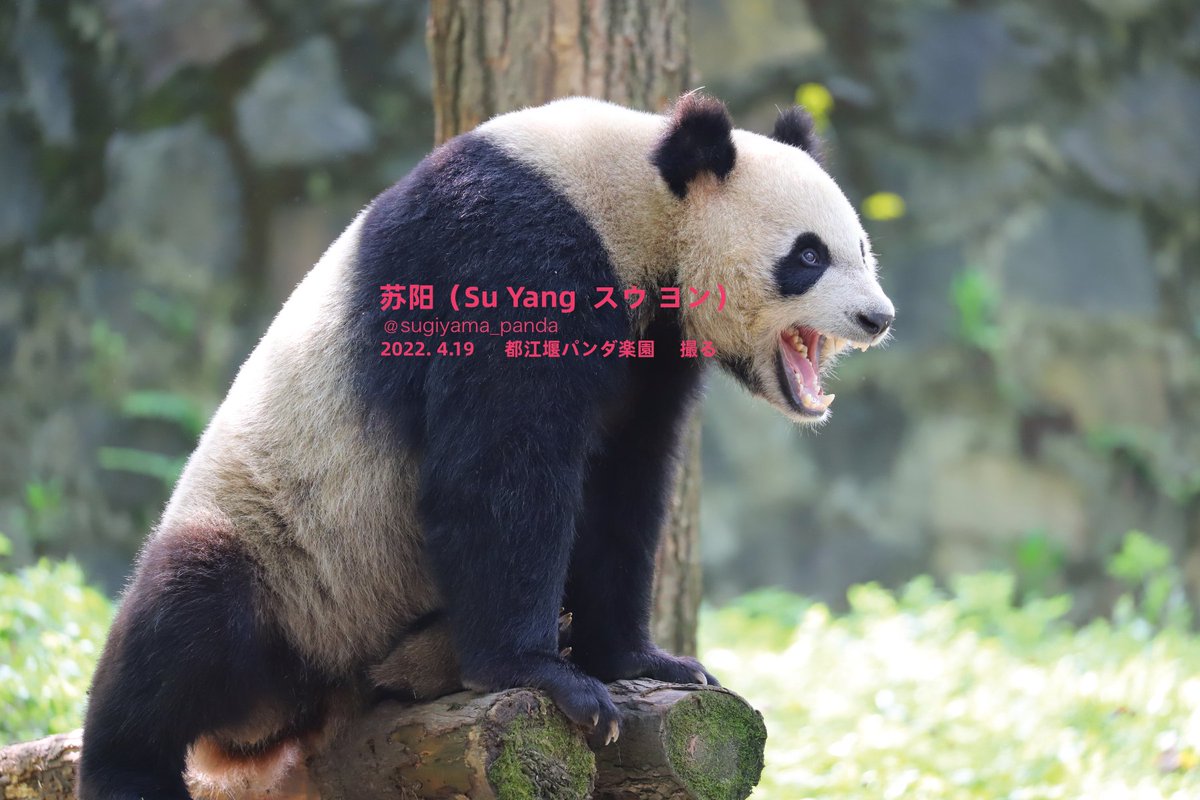 sugiyama_panda's tweet photo. 今日のパンダは苏阳、オス。
2019年に生まれた。お母さんは苏琳、お婆さんは白云，お爺さんは高高。
ミッキーマウスのような耳があると思います。かわいい。

#パンダ #PANDA #都江堰パンダ楽園  #SuYang #苏阳 https://t.co/BX4IplA5EM