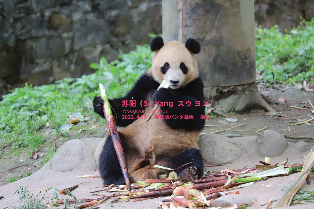 sugiyama_panda's tweet photo. 今日のパンダは苏阳、オス。
2019年に生まれた。お母さんは苏琳、お婆さんは白云，お爺さんは高高。
ミッキーマウスのような耳があると思います。かわいい。

#パンダ #PANDA #都江堰パンダ楽園  #SuYang #苏阳 https://t.co/BX4IplA5EM