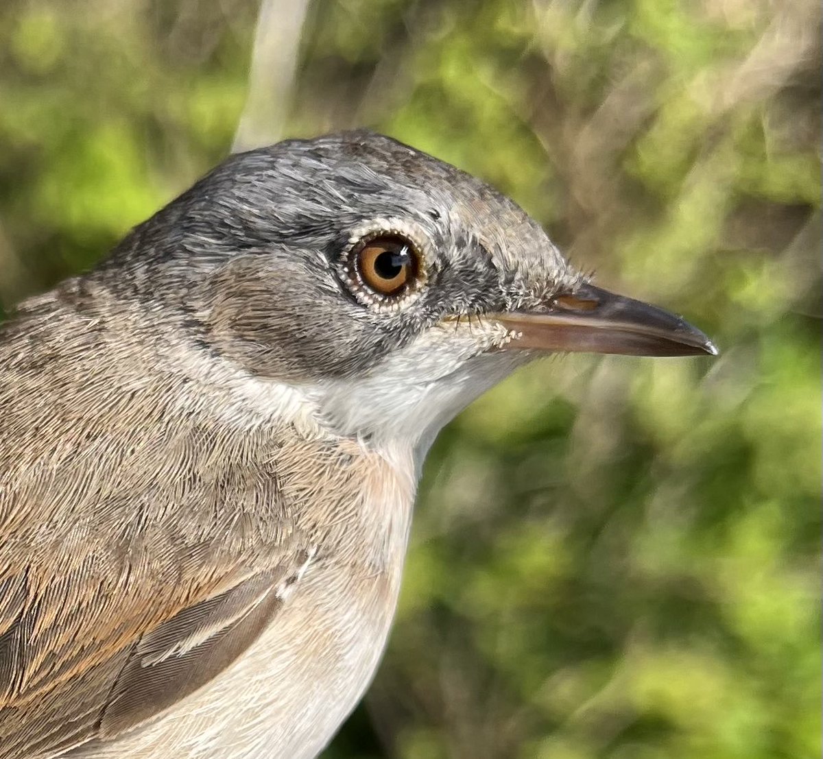 This Whitethroat has completed four round trips to south of the sahara since in was ringed as a juvenile at ⁦@PortlandBirdObs⁩ in July 2018. #birdringing #birdmigration