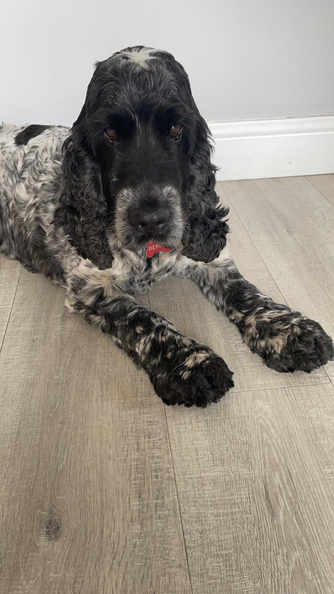 Research by <a href="/TheKennelClubUK/">The Kennel Club</a> shows that people believe there are many advantages to workplaces being dog friendly. The research showed 70% of people say that dogs alleviate stress in the workplace. Bo, our Kerry &amp; Co dog, definitely agrees! #dogfriendly #stressawarenessmonth