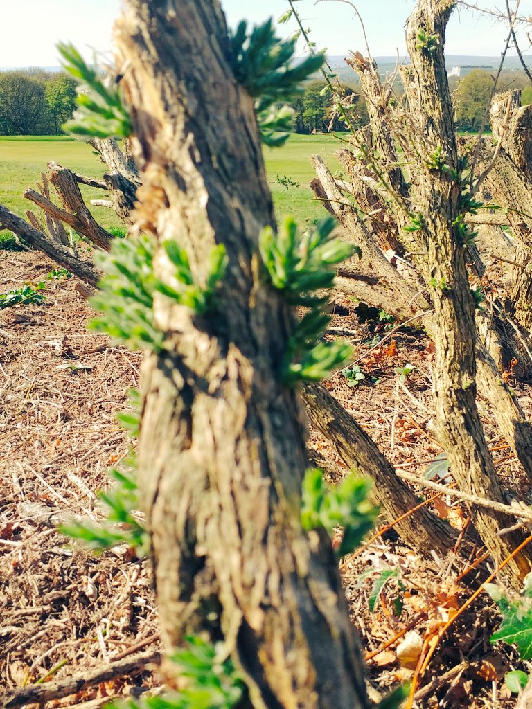 Signs of new life on the previously degenerate gorse at 15 #golf #ecology
