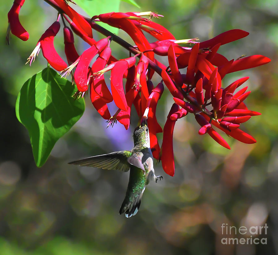 KerriFar's tweet photo. “There is nothing more truly artistic than to love people.” —Vincent Van Gogh #quote - https://t.co/i9wgDlCmEQ ~ #HummingbirdMoments #NewRiverNature ~ https://t.co/x9vicgv37r https://t.co/O8Vdtp0O6F