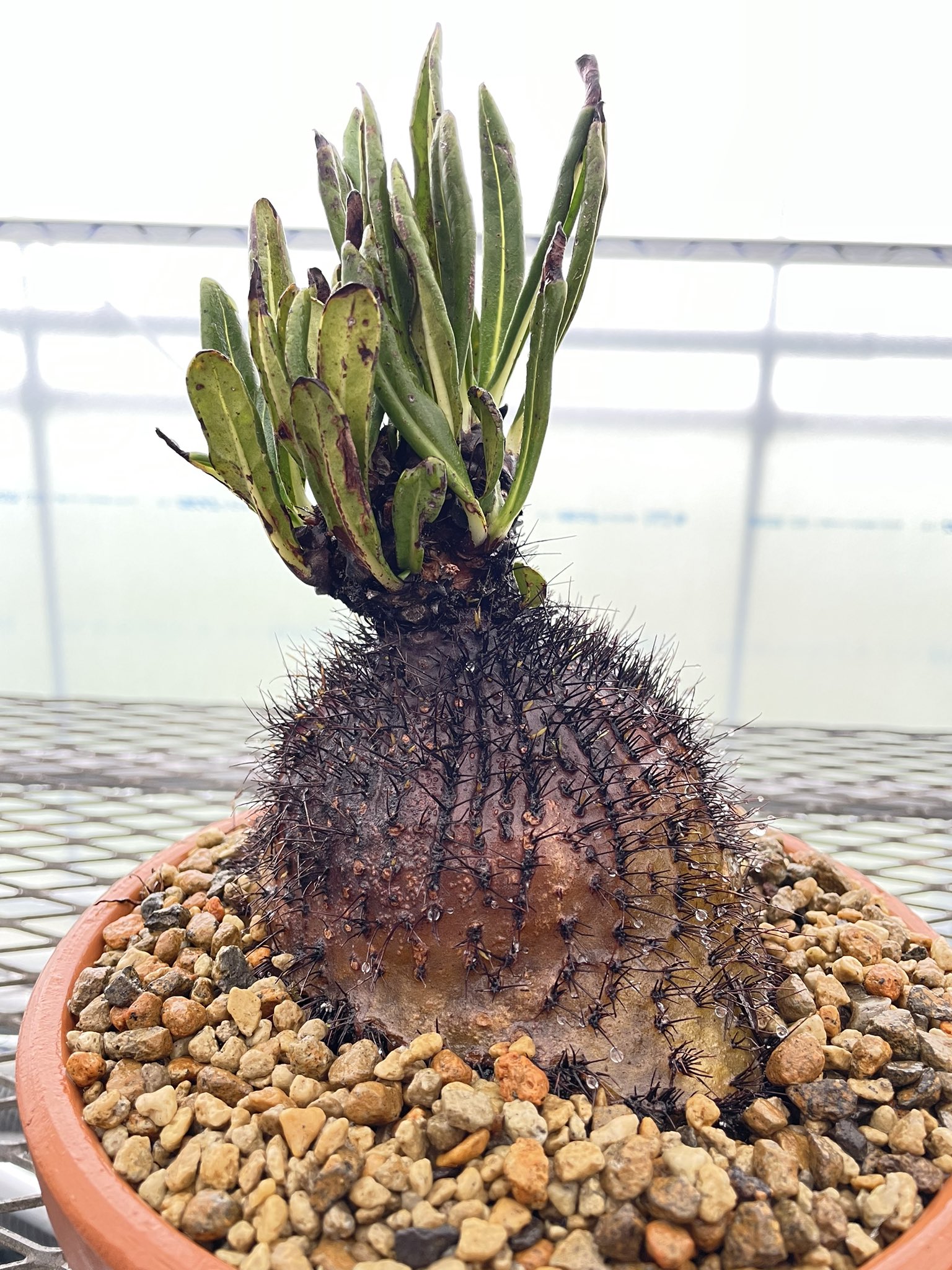 Yahoo!オークション - アリ植物 Myrmecodia spec. nov. Irian