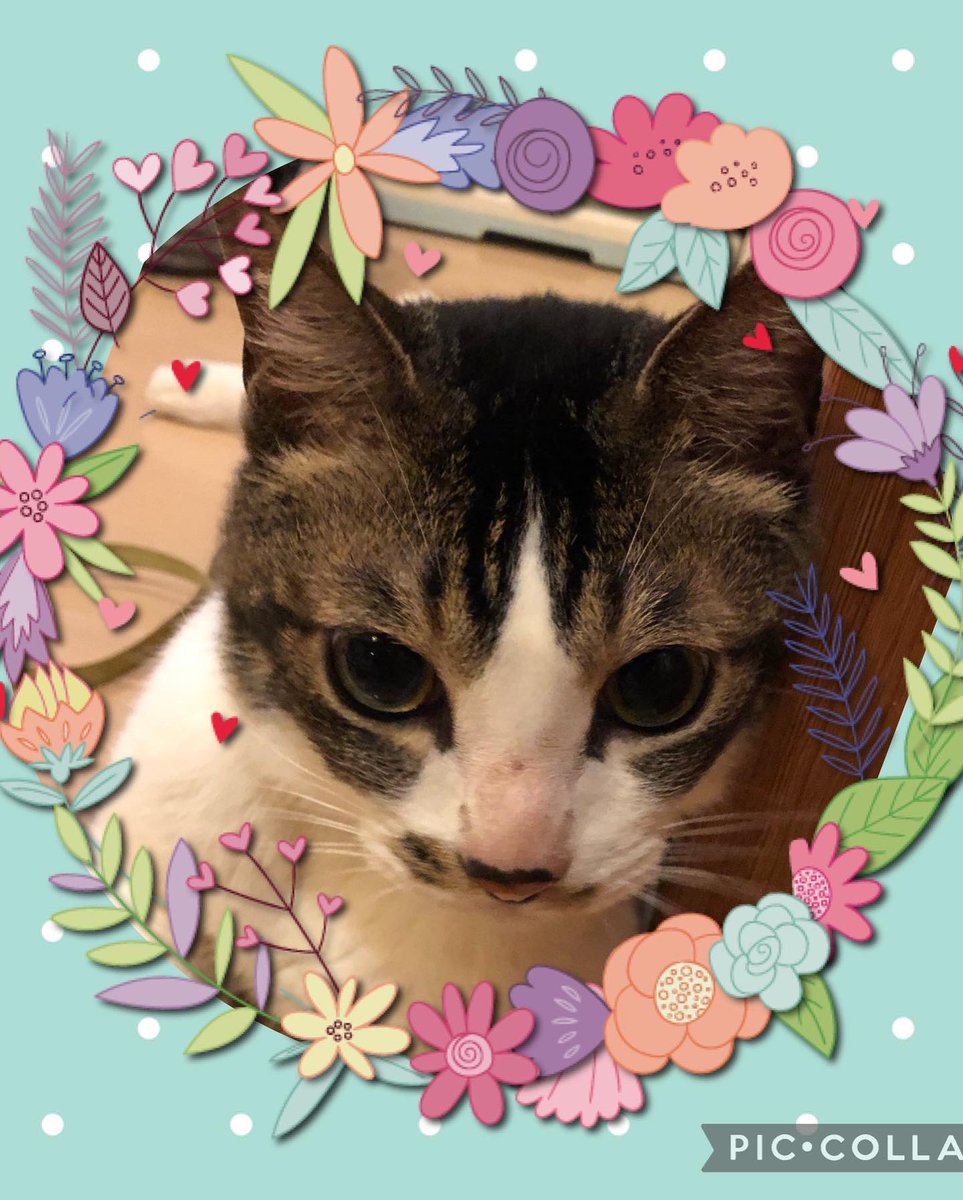 13年一緒にいてくれた
我が猫(子)が旅立って
早いもので1ヶ月が
経ちました。😢
素敵なお花も頂き
にゃんまも喜んでこんでいると思います。😊
にゃんま13年一緒にいてくれてありがとう💕
またね👋😢