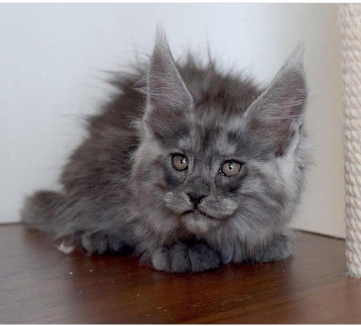 usacatlover40's tweet photo. #Caturday #catsofinstagram https://t.co/Cfyb1u6l9x