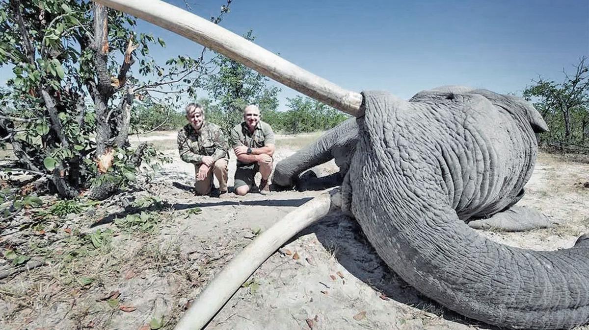 SueSpurgin's tweet photo. Anger from #Botswana's ex-president as trophy #hunter kills country's biggest 'tusker' #elephant - Ian Khama: 'How does it being dead benefit our declining tourism'? #worthmorealive #EndangeredSpecies #BanTrophyHunting #DontLetThemDisappear
https://t.co/YcNhlms1KH https://t.co/Hf0AP2SvMl