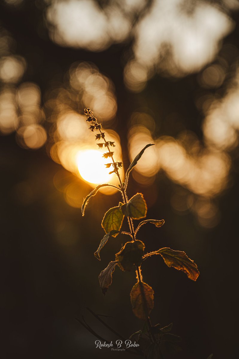 Rakesh_BRB's tweet photo. Golden hour or magic hour protrayed in two different colour tones. How an backlighting elevates a simple and calm subject.
#NikonZ6ii #nikonmirrorlesscamera #backlit #darktones #goldenhour
@NikonIndia @NikonEurope https://t.co/bH7OvAw5QZ