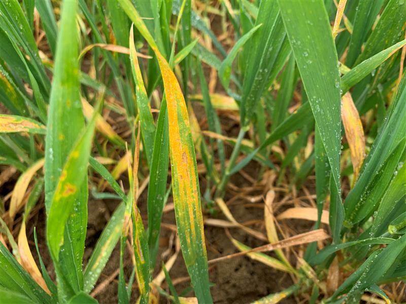 SyngentaUK's tweet image. Don’t forget… If you share your images of Yellow rust this season you can receive a can of WD40 #Yellowrust #Farming #Rustcontrol #Elatusera 

Discover more: ow.ly/6rJ250IMGjb