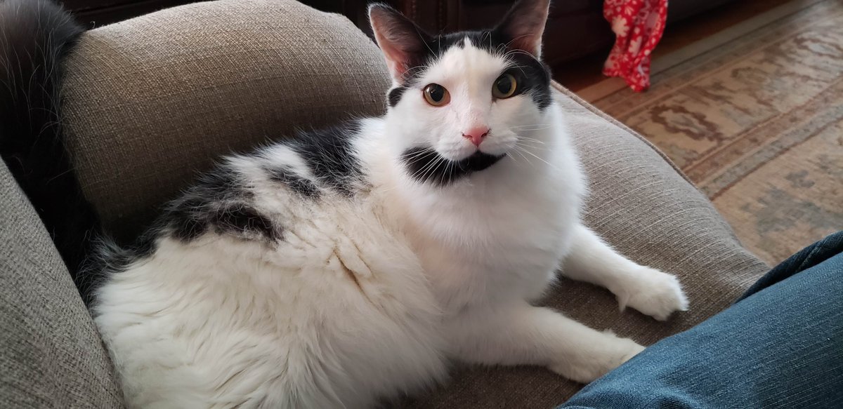 DailyMairin's tweet photo. @ChantalStrand I saw you were an animal activist so I thought i'd show you my cat Kubo! Fun fact, he was gonna be called "Moo" because his color palate is that of a cow's (white with black spots). Think his name comes from an animated movie.

Adored you as Cassie :) https://t.co/BJ8tK55Gny