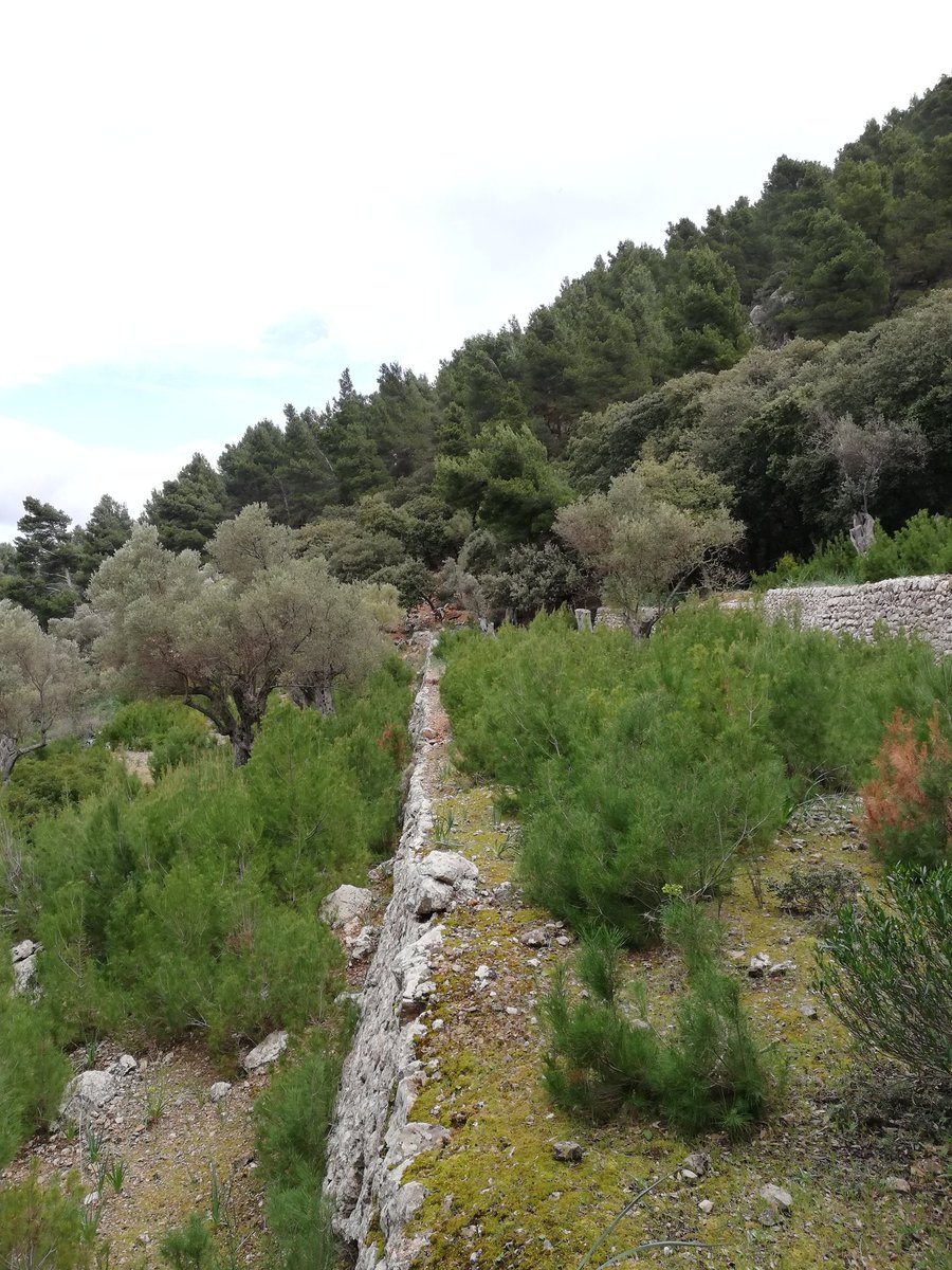 FOREST_TRAMUN's tweet photo. Clar exemple de colonització de cultius per espècies heliòfiles 🌳🌞, en aquest cas pel pi blanc (Pinus halepensis). Als PTGF identifiquem🔍 aquestes zones i proposem la seva recuperació per mantenir el mosaic agroforestal🌾🌳. https://t.co/YrIopMGAU2