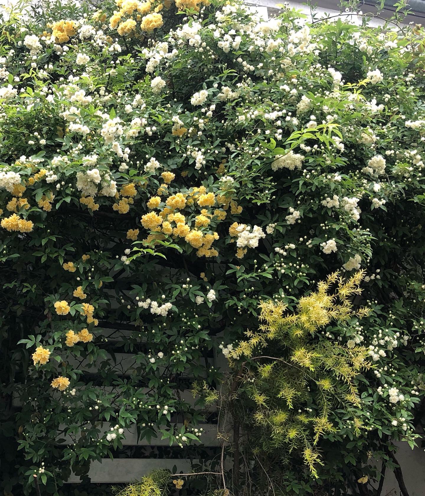 El Sur Elsur Flower Twitter