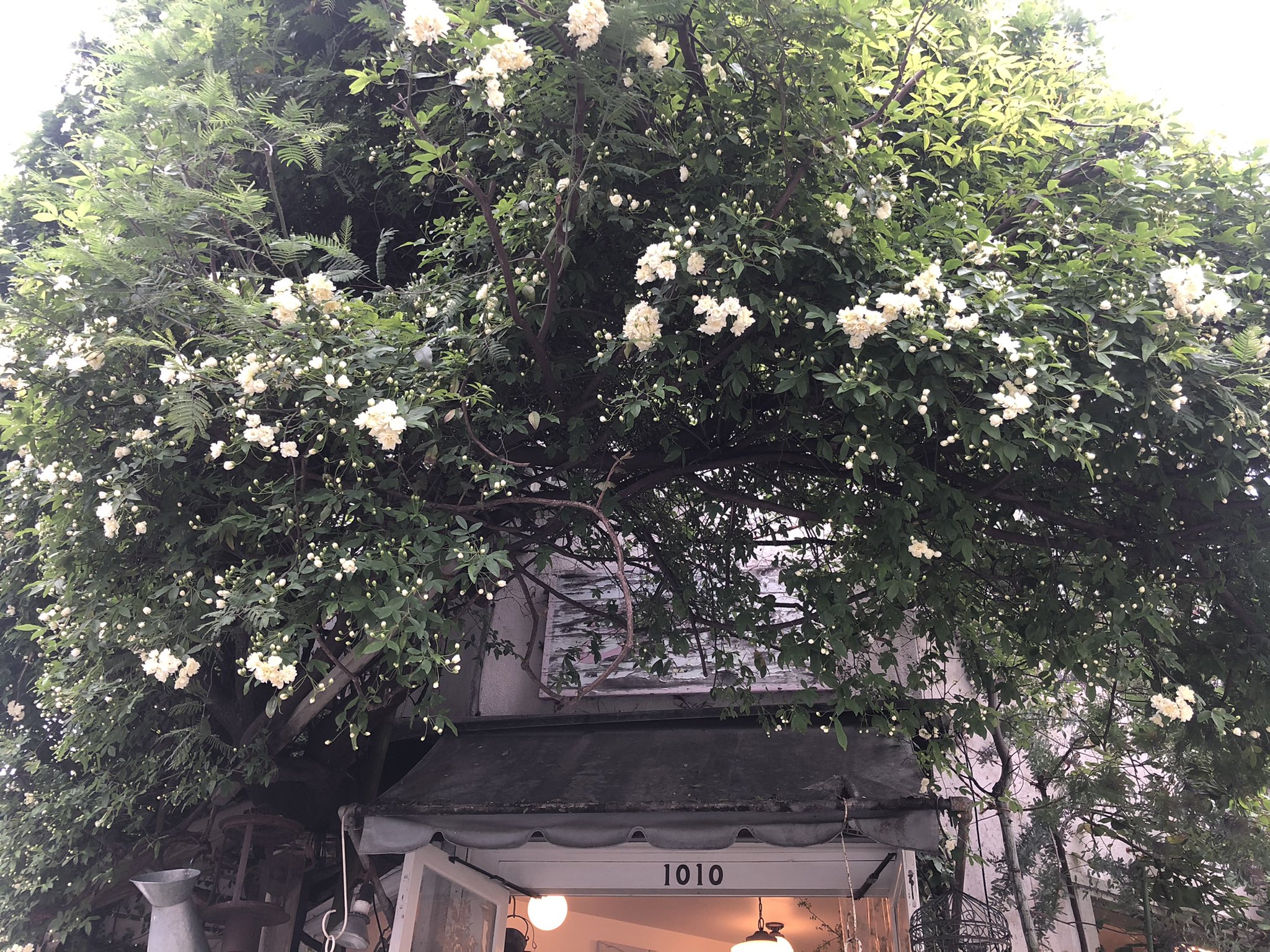 El Sur Elsur Flower Twitter
