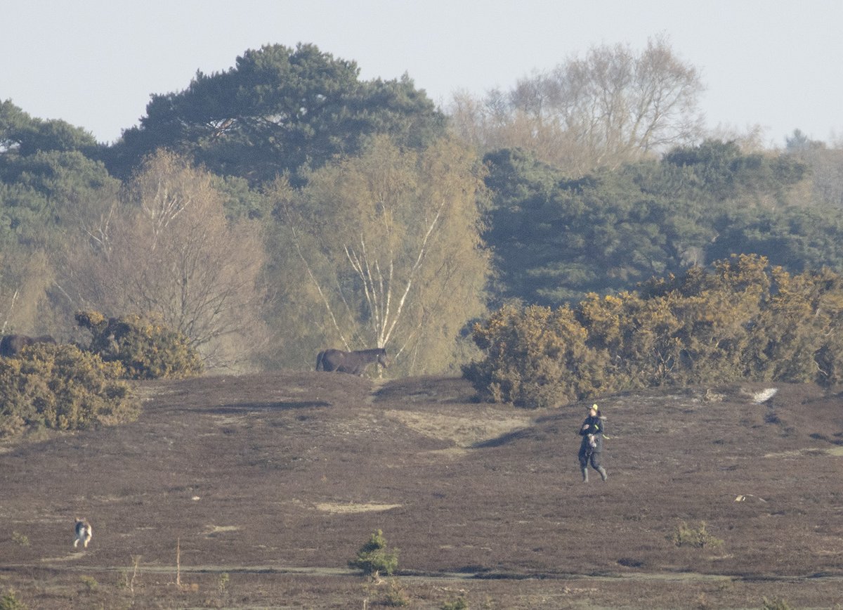 Recreational disturbance is also an increasing problem for New Forest Curlews. The image below shows a dog-walker throwing a tennis ball in a Curlew territory, with the dog bottom left and the flushed Curlew just visible in the bottom right. #WorldCurlewDay2022
