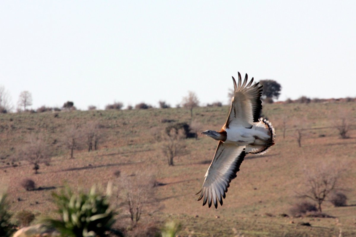 y las avutardas como cada año vuelven a su lugar de cortejo, a tiro fotografico de los hides de allucant