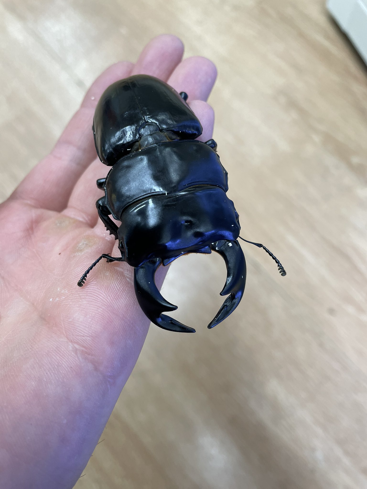 国内外産の昆虫買取いたします。