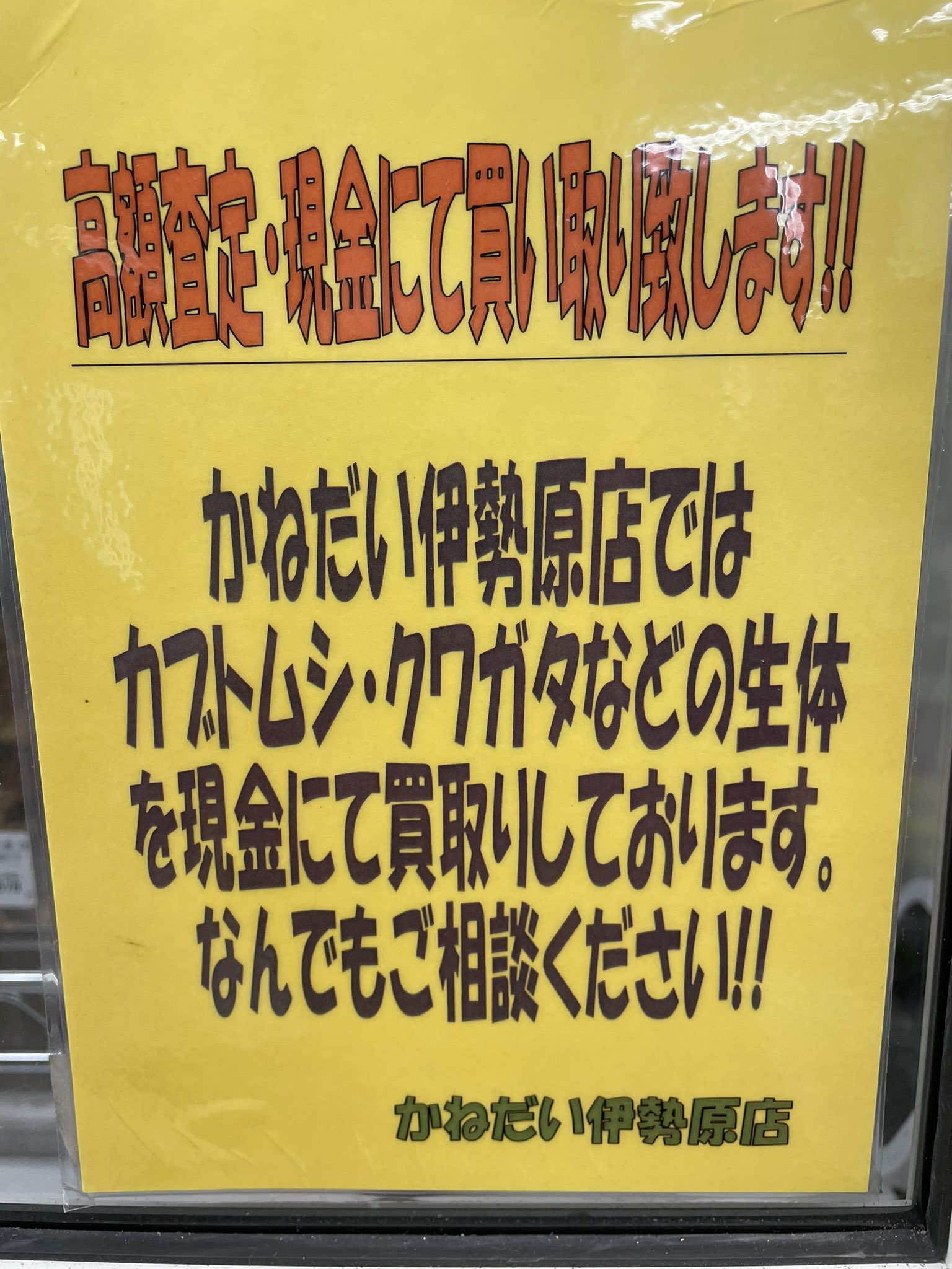 クワガタ カブトムシ 買取します！
