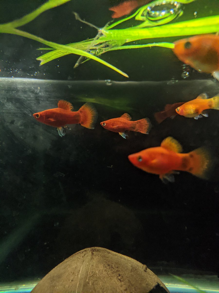 #platyfish