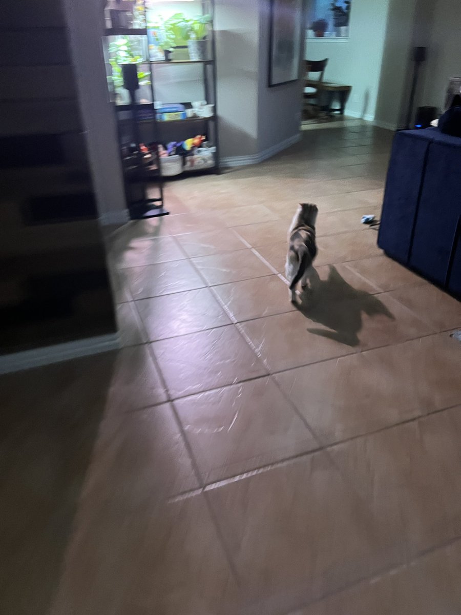 fatfatpankocat's tweet photo. There she goes…off to do cat stuff https://t.co/kyJgze9uIA