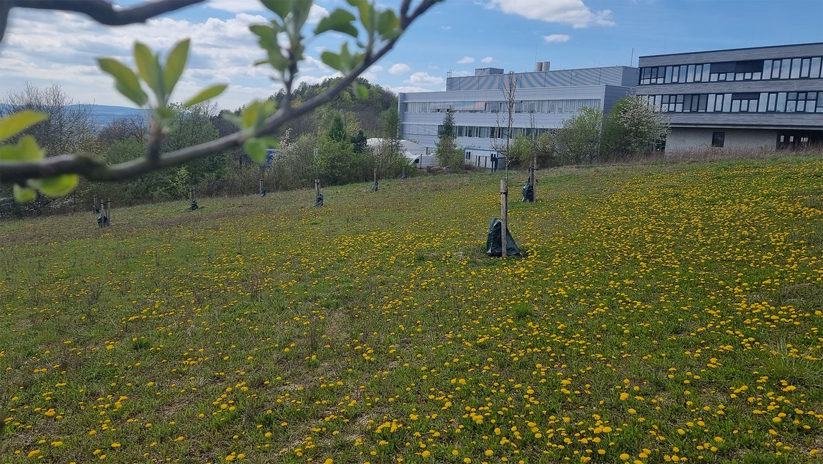 mpids's tweet photo. One year ago, we created a meadow orchard behind our institute to offer a focal point for our bee colonies and to support #biodiversity: in total, 24 trees now form a flourishing and natural habitat. https://t.co/x7PoaoDsHr