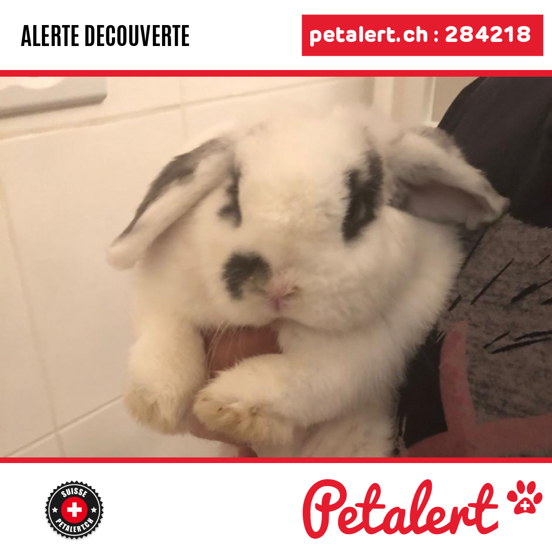 petalert_suisse's tweet photo. Trouvé #Lapin #Vaud #Aclens #Petalert  #PetAlertVD / https://t.co/v2LeL77RRR https://t.co/eJaMticYnT