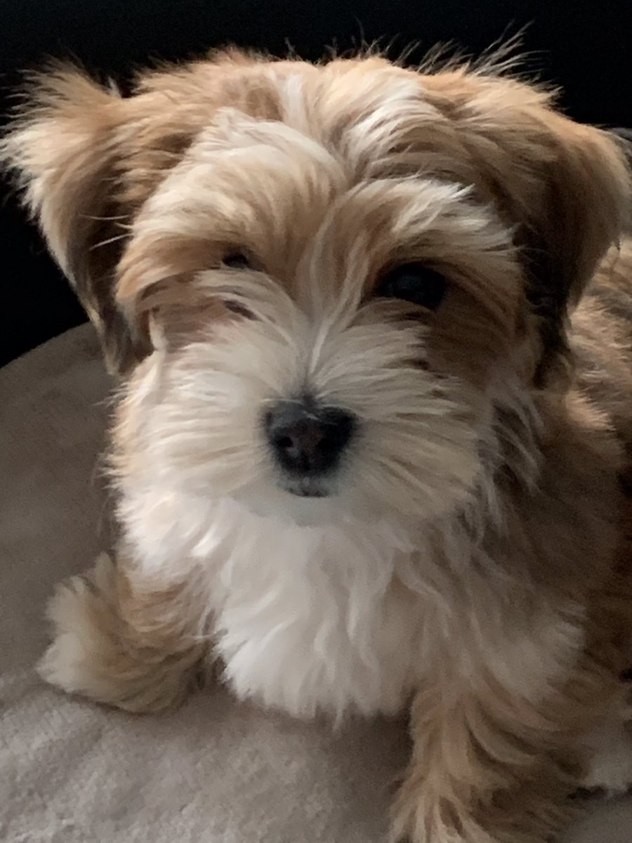 HeckerUschi's tweet photo. Guten Morgen,
Der kleine Anton (11 Wochen alt)  ist gestern bei uns eingezogen, wir freuen uns so! 😍
#twitterrudel https://t.co/7n0F2EPwvF