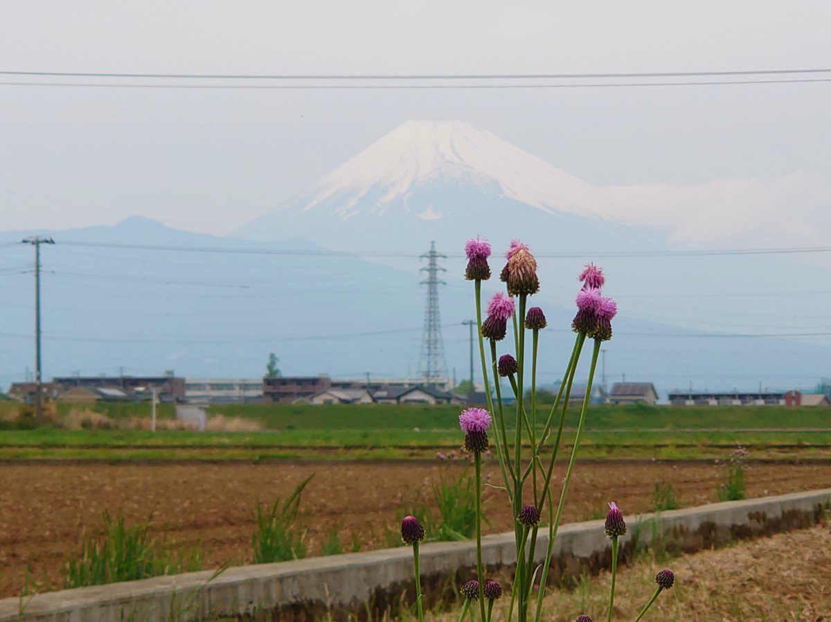 今日は、午前中は少し陽が差しましたが、今は曇りです。富士山は出てないと思っていましたが、うっすら見えております。いろいろな野花が咲く季節になって来ました♪