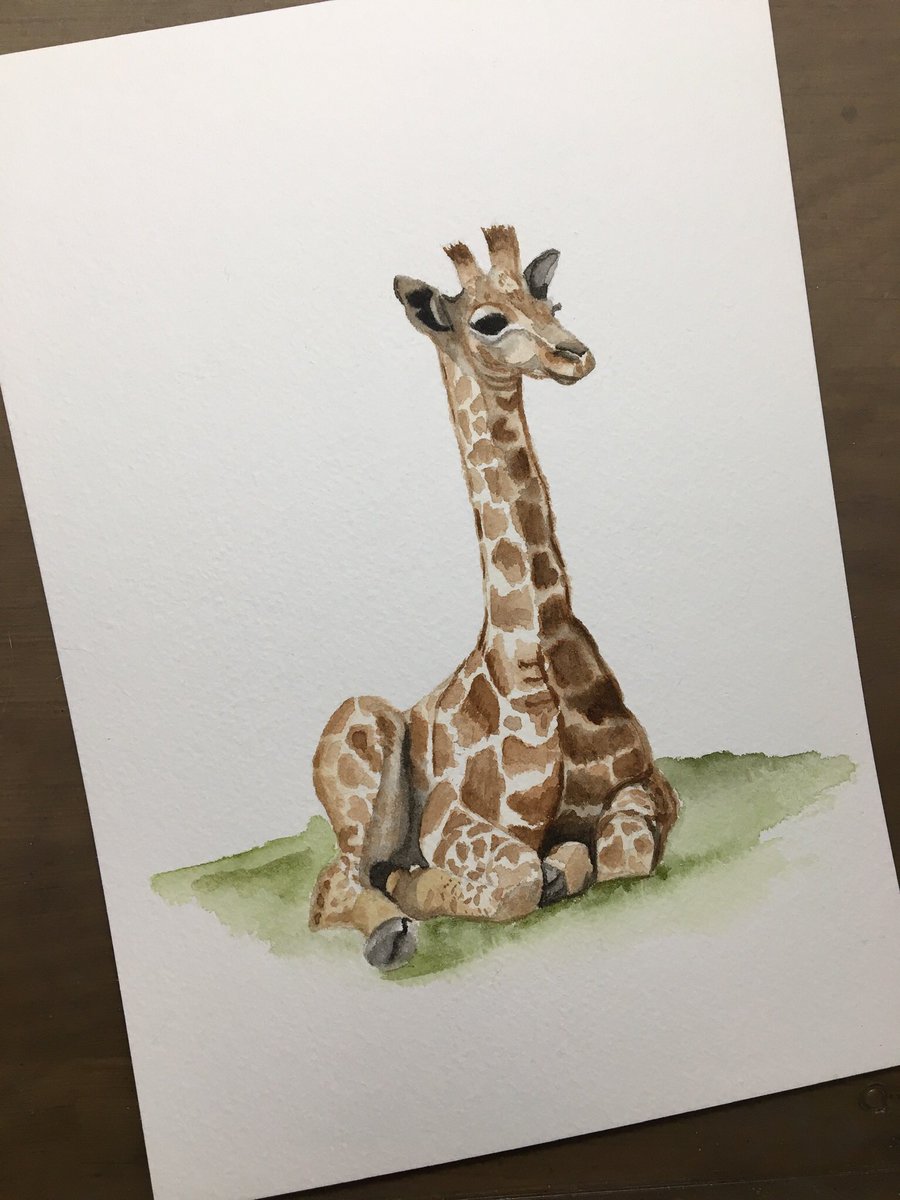 So this is my entry for #TAE22 ‘you’re havin a G-raffe!’ Hope you all like my little water colour study of this little chap, I have really enjoyed seeing all of the postcards that have been sent so far #giraffe #Watercolourpainting #watercolouranimals #wildlifepainting