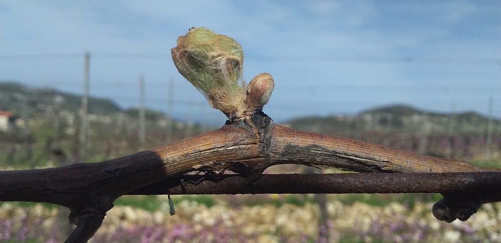 Domaine de Bargylus tweet media