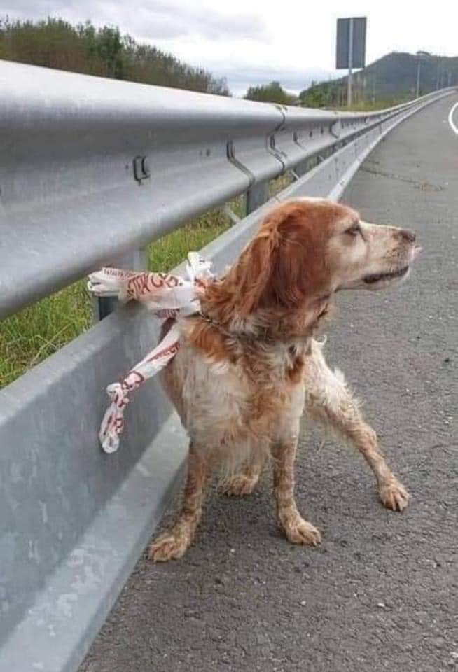 Il existe des gens assez tordus pour accrocher leur chien avec du Scotch au bord de la route .

Ce chien a été récupéré et adopté.