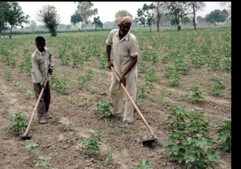 Attention @CMOPb & @PunjabGovtIndia Optimum time for sowing Cotton is in April but as per now No canal water & no electricity to run pumpsets for #cotton farmers. so in case of late sowing,cotton crop is susceptible to pest attack #PinkBollworm please help @CsPunjab @harjotbains https://t.co/dF8bsuExuT