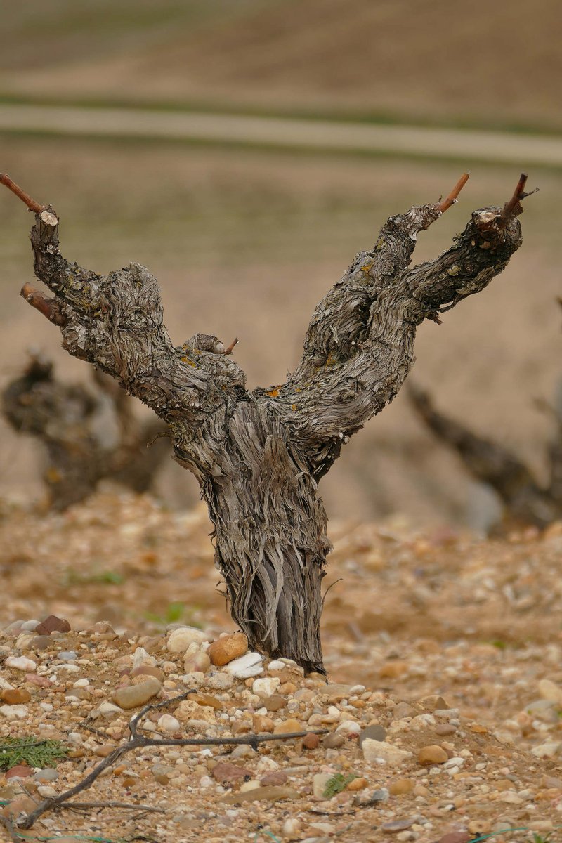 ¡Buenos días!

Contamos los días para ver de nuevo el oleaje de nuestro 'Mar de Tempranillo' 🍇😍
#felizjueves