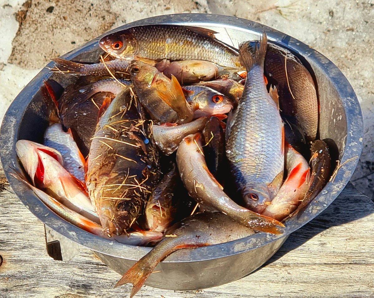 IceBreakerFIN's tweet photo. Kaloja #fishs https://t.co/S79SsQqQ5K