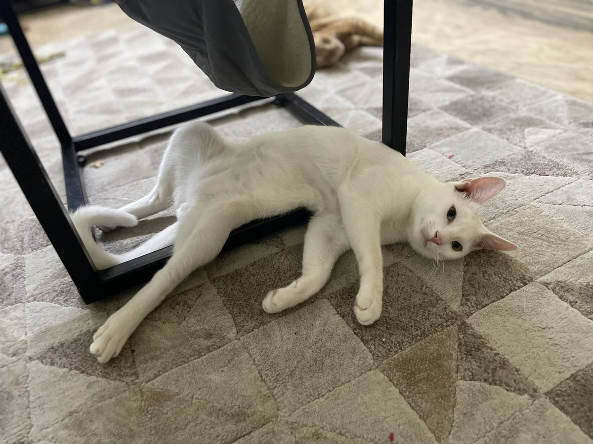 _rahulgopal_'s tweet photo. Cats, right?
#CatsOfTwitter #catlogic #contortionists https://t.co/sZyUmWIMLh
