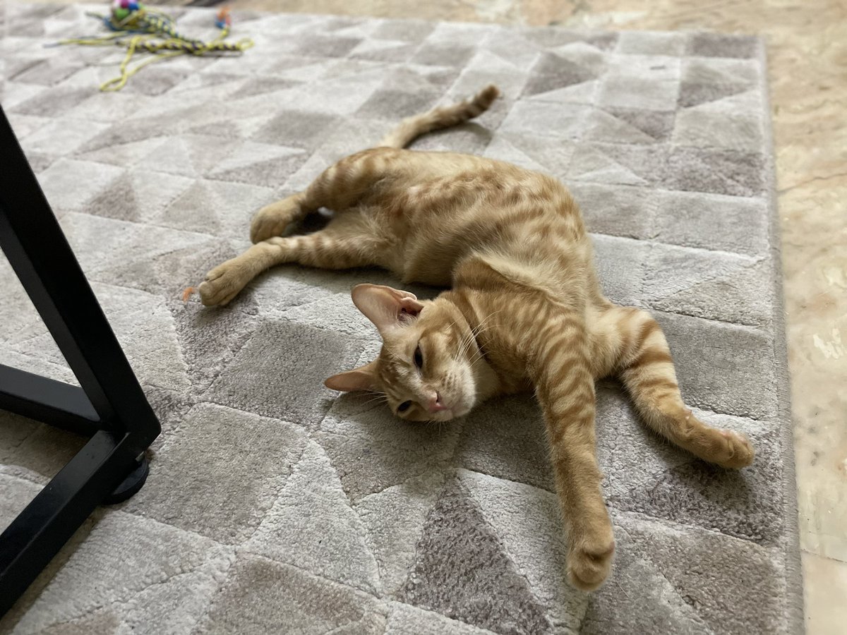 _rahulgopal_'s tweet photo. Cats, right?
#CatsOfTwitter #catlogic #contortionists https://t.co/sZyUmWIMLh