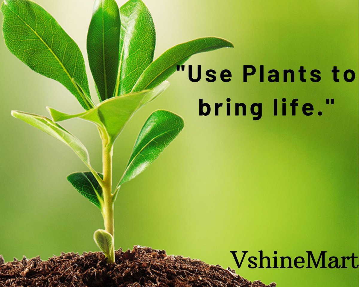 vshinemart's tweet photo. " To plant a garden is to believe in tomorrow."
#vshinemart #plants #plantslover #treeroot #tree #life 
#environment #happymood #plantlife #savetrees #freshenvironment #savenature #happyday https://t.co/cgLlj0QMzN