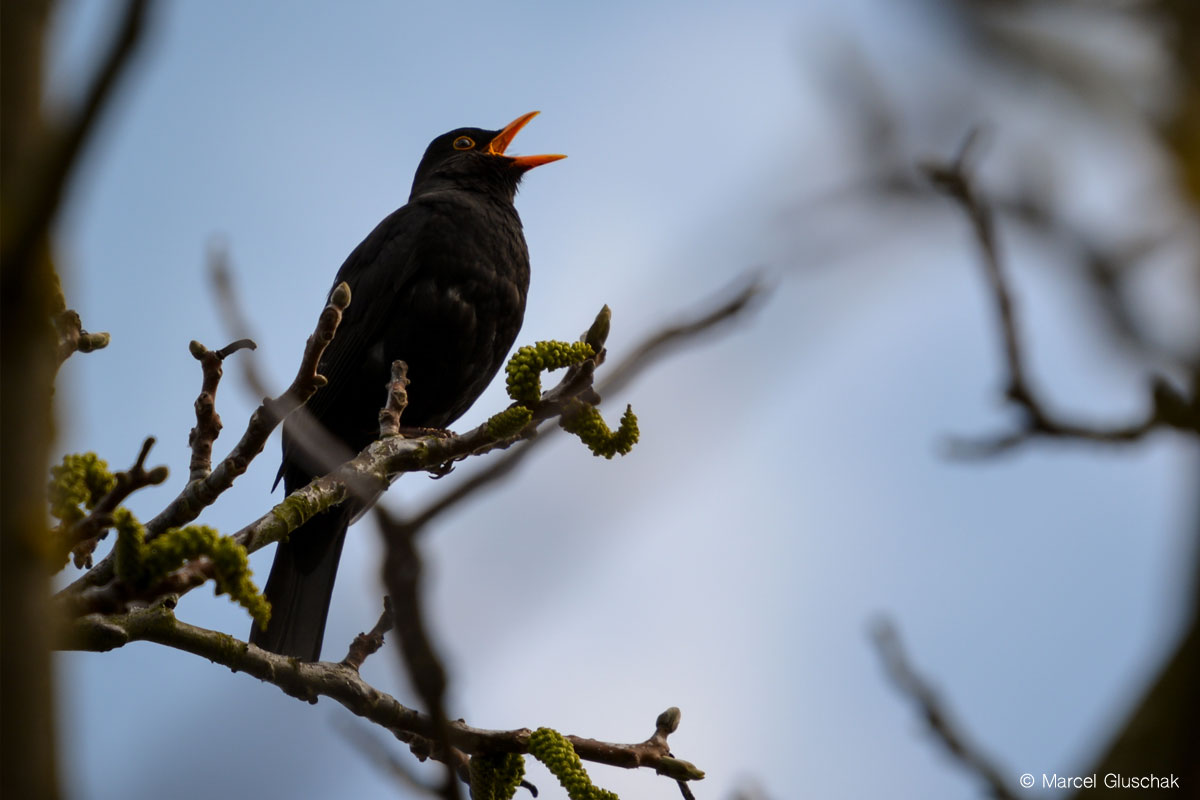 marcelgluschak's tweet photo. Jetzt beginnt wieder die intensivste Zeit des Vogelgesangs. Die verschiedenen Vogelarten beginnen jeweils zu einer spezifischen Zeit ihren Gesang.☀️ Könnten wir nach dieser #Vogeluhr unsere Uhr stellen? Und warum singen #Vögel eigentlich so früh am Morgen? https://t.co/g9NVd5wG0F https://t.co/BPKVpubVIP