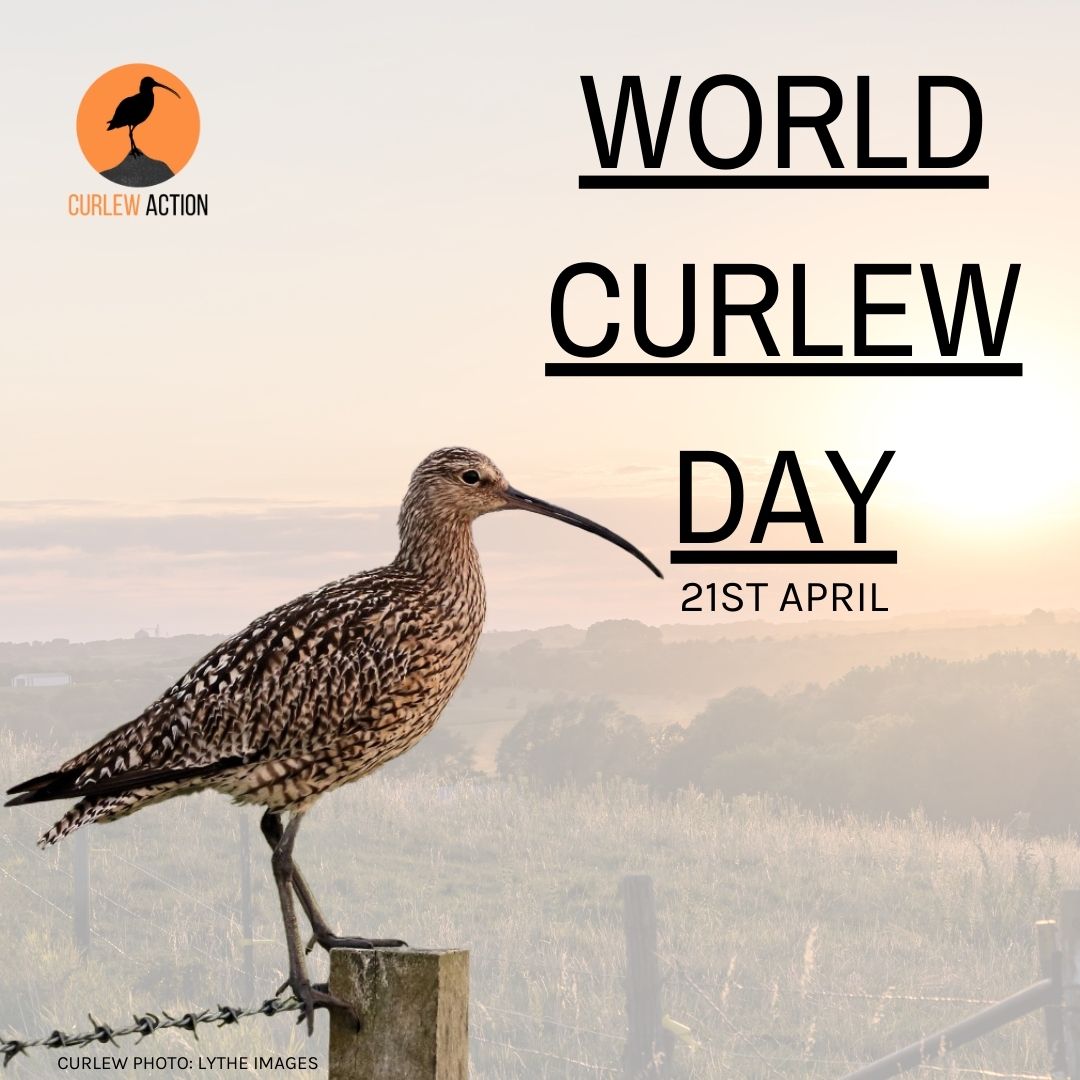 HAPPY WORLD CURLEW DAY! Join us in celebrating this special bird, post your  favourite photo or video of a Curlew and tag us! Make sure to use the  hashtag #worldcurlewday2022 Swipe to
