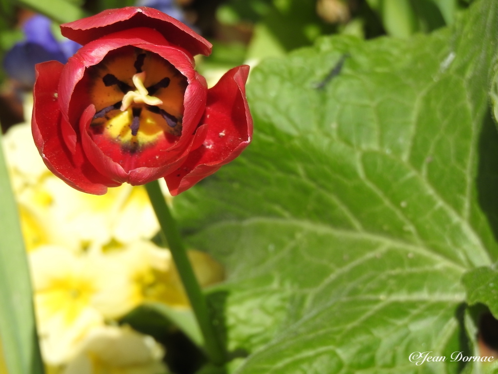 JeanDornac's tweet photo. Bien que la fleur soit agonisante, ouvrant ses pétales pour offrir son coeur, elle en est encore plus touchante… #fleur #agonisante #pétales #coeur #touchante #quai #Aiguillon #Lannion #CôteArmor #Bretagne #France https://t.co/kwD8losbUP