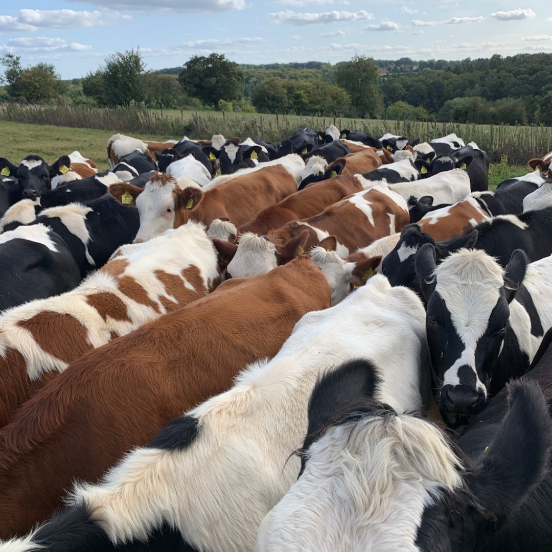 Nettlebed Creamery (@nettlebedcheese) on Twitter photo 