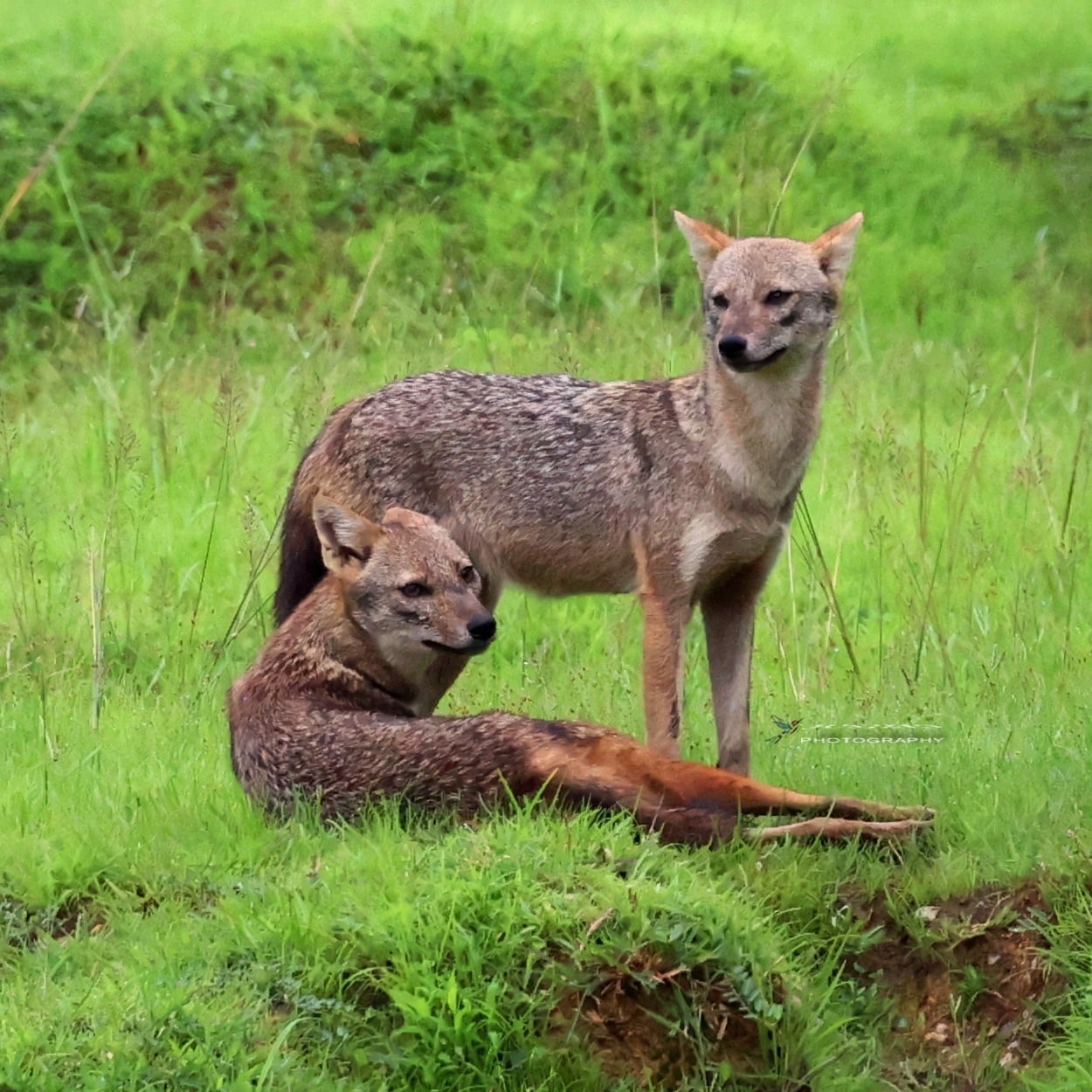 Wild Canids–India Project on Twitter: 