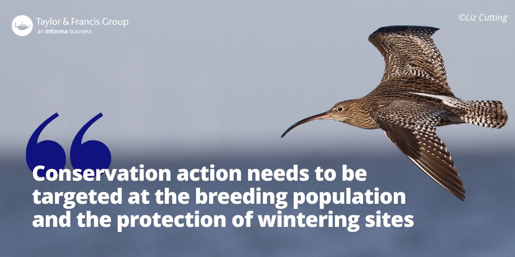 Milder winters are causing Curlew numbers to fall in the UK, new @_BTO study shows❗ @i_woodward et al suggest a decline in the breeding populations is partly causing what is proposed as the UK's most urgent conservation priority bddy.me/3ECPeJ8 #BTOScience #ornithology